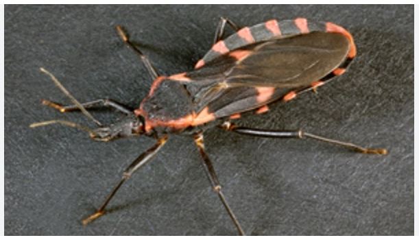 chagas disease