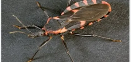 chagas disease